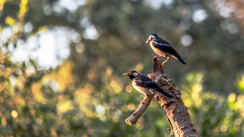 Close-up of bird perching on tree