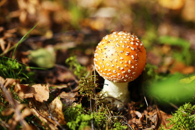 Close-up of mushroom growing on field