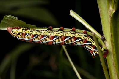 Close-up of insect on leaf