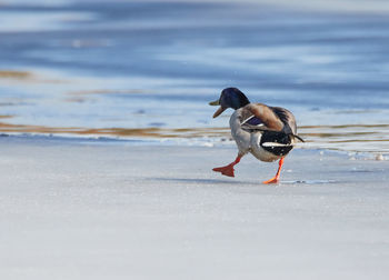 Rear view of mallard duck on frozen lakeshore