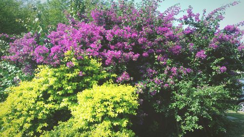 High angle view of pink flowering plants on field