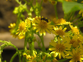 Close-up of bee on yellow flowers