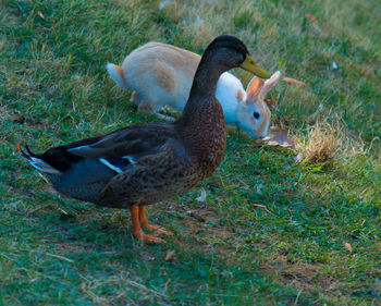 Ducks on grassy field
