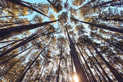 Low angle view of sunlight streaming through trees in forest