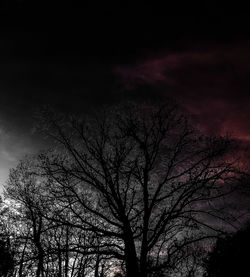 Low angle view of silhouette tree against sky at night