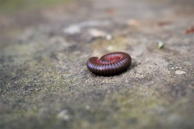 Close-up of centepide 