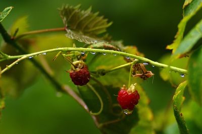 Close-up of berries growing on plant during rainy season