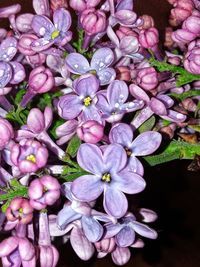 High angle view of pink flowering plants