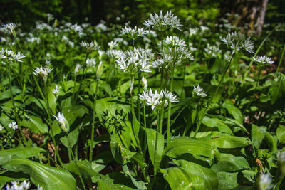 Close-up of flowering plant on field