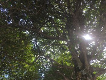 Low angle view of trees in forest