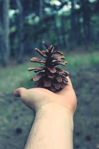Close-up of hand holding pinecone against tree