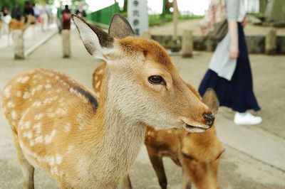 Close-up of deer