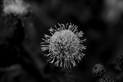 Close-up of thistle