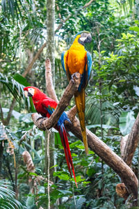 View of parrot perching on tree