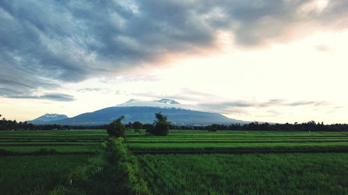 Scenic view of agricultural field against sky