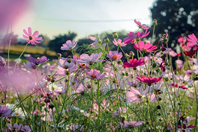 Close-up of pink flowering plants on field