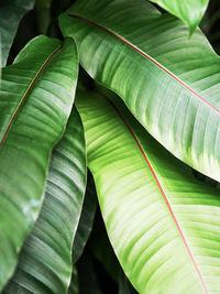 Tropical green leaves beautiful pattern of houseplant. natural leaves background