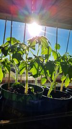Sunlight streaming through potted plants on sunny day