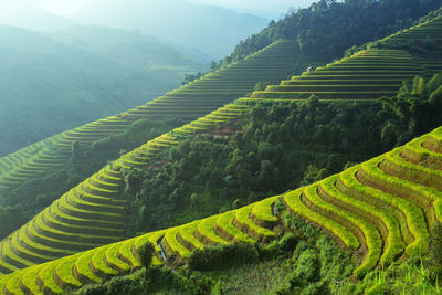 Scenic view of agricultural field