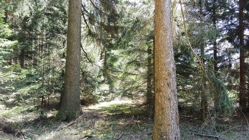 Pine trees in forest