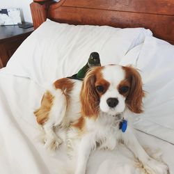 High angle view of dog on bed