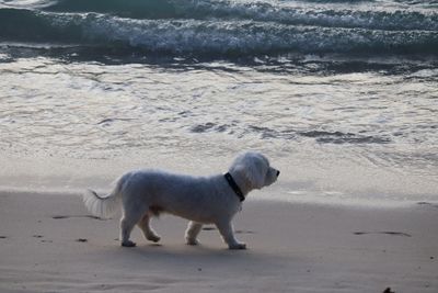 Dog standing on beach