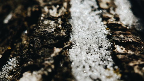 Full frame shot of lichen
