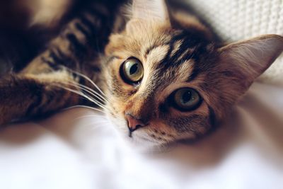 Portrait of cat resting on bed