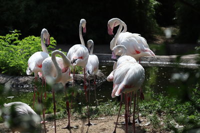 View of birds in lake