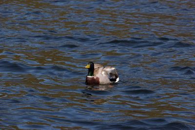 High angle view of duck swimming in lake