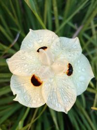 Close-up of bumblebee on flower