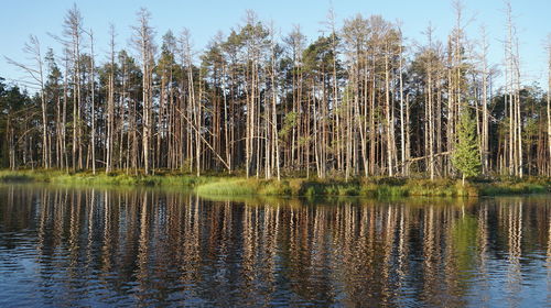 Scenic view of lake in forest against sky