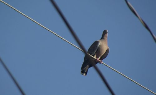 Low angle view of bird perching on cable against clear blue sky