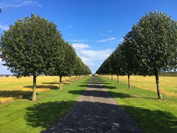 Trees on field against blue sky