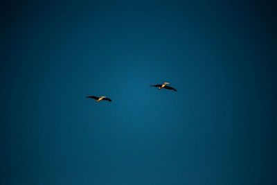 Low angle view of birds flying in the sky