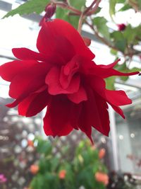 Close-up of red hibiscus blooming on tree