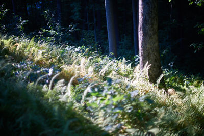 Trees in forest