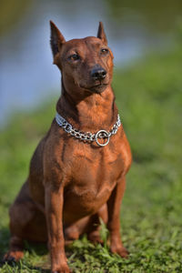 Dog looking away while sitting on field