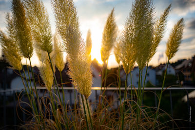 Close-up of stalks in field against sky
