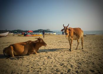 Cows at sandy beach against clear sky