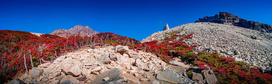 Low angle view of flowering plants by rocks against blue sky