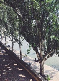 Trees by sea