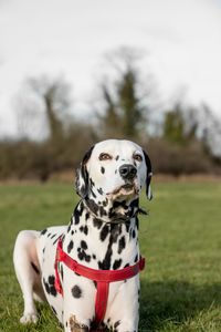 Dog on field