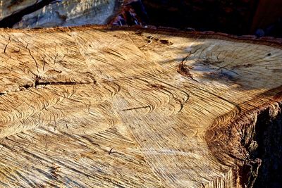 High angle view of tree stump