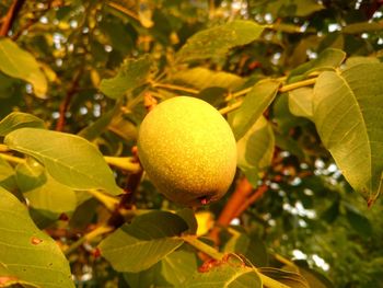 Close-up of fruits on tree