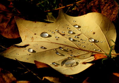 Close-up of water drops on maple leaves