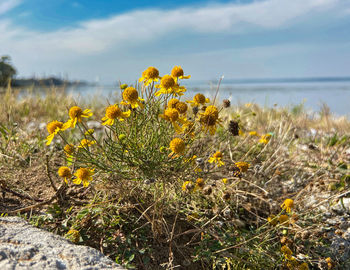 Yellow flowers on field by a lake against sky