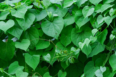 Photos of green bushes on leaky walls