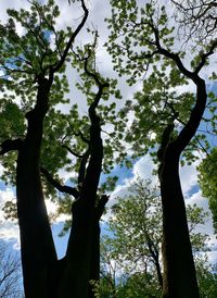 Low angle view of silhouette trees against sky