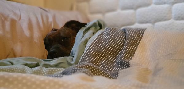 Dog lying on bed